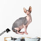 Sphynx Cat Wall Decal