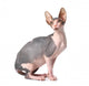 Sphynx Cat Wall Decal