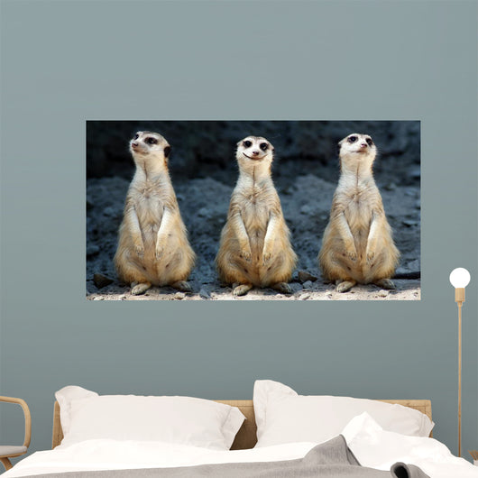 Meerkats Grinning Collage Wall Decal