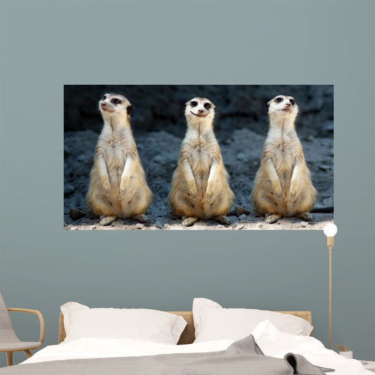 Meerkats Grinning Collage Wall Decal