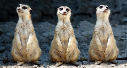Meerkats Grinning Collage Wall Decal
