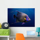 Adult Koran Angelfish Wall Decal