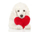 Poodle Puppy Valentine Heart Wall Decal