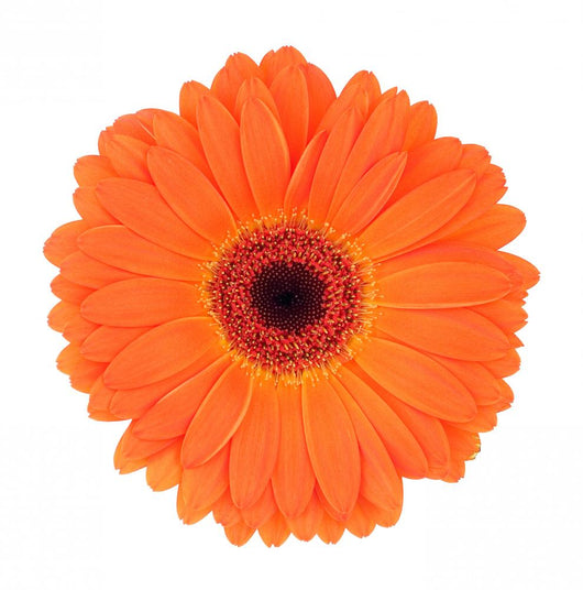 Orange Gerbera Wall Decal