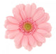 Pink Gerbera Wall Decal