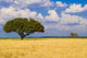 Blue Sky with Yellow Wall Decal