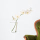 White Orchids Vase White Wall Decal