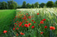Red Poppies Common Weed Wall Decal