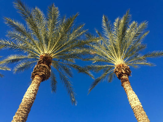 Palm Trees Breeze Wall Decal