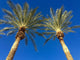 Palm Trees Breeze Wall Decal