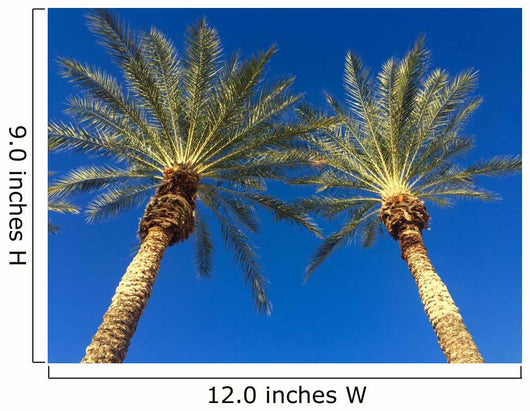 Palm Trees Breeze Wall Decal