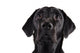 Black Labrador Wall Decal