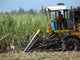 Combine Harvester Cuba Wall Decal