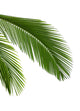Leaves Palm Tree Wall Decal