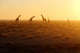 Herd Giraffes Sunrise Wall Decal Design 2
