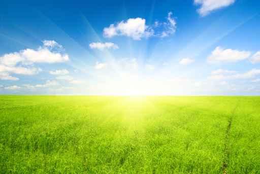 Green Field Flax and Wall Decal