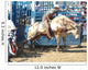 Cowboy Riding Bull Wall Decal
