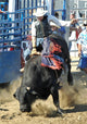 Bull Cowboy Rider Wall Decal