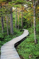 Path Wall Decal