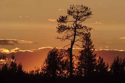 Sunset Wall Decal Design 3