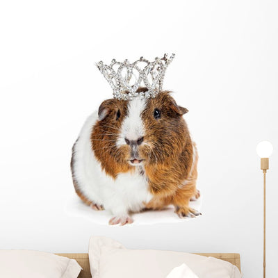 Cute Guinea Pig Wearing Wall Decal shown on a wall