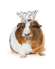 Cute Guinea Pig Wearing Wall Decal