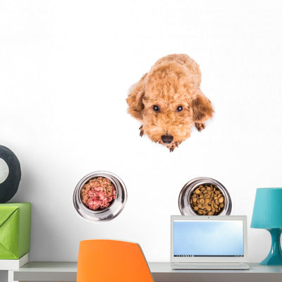 Poodle Dog Choosing between Wall Stickers Wall Decal shown on a wall