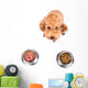 Poodle Dog Choosing between Wall Stickers Wall Decal