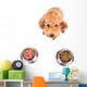 Poodle Dog Choosing between Wall Stickers Wall Decal