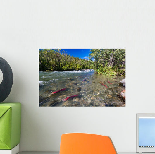 Sockeye Salmon Gulkana River Wall Decal