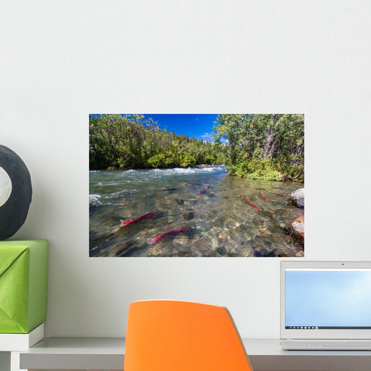 Sockeye Salmon Gulkana River Wall Decal