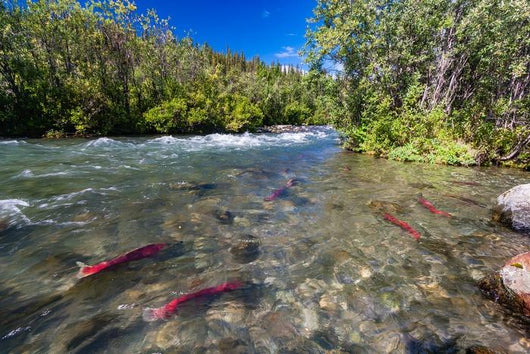 Sockeye Salmon Gulkana River Wall Decal