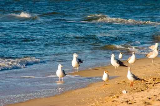 Beach Wall Decal Design 2