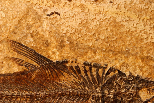 Fossil Fish Detail Wall Decal