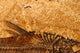 Fossil Fish Detail Wall Decal