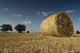 Wheat Culture Wall Decal