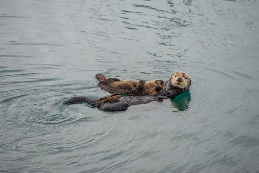 Female Adult Sea Otter Wall Decal