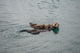 Female Adult Sea Otter Wall Decal