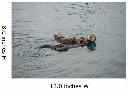 Female Adult Sea Otter Wall Decal