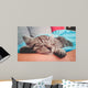 Cuddly Little Kitty Wall Decal