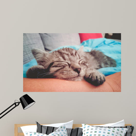 Cuddly Little Kitty Wall Decal