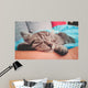 Cuddly Little Kitty Wall Decal