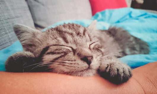 Cuddly Little Kitty Wall Decal