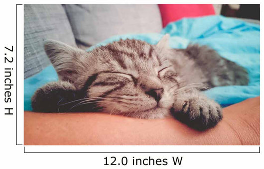 Cuddly Little Kitty Wall Decal
