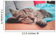 Cuddly Little Kitty Wall Decal