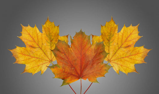 Herbstlaub Wall Decal