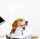 Young Beagle Dog Studio Wall Decal