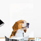 Young Beagle Dog Studio Wall Decal