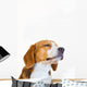 Young Beagle Dog Studio Wall Decal