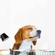 Young Beagle Dog Studio Wall Decal